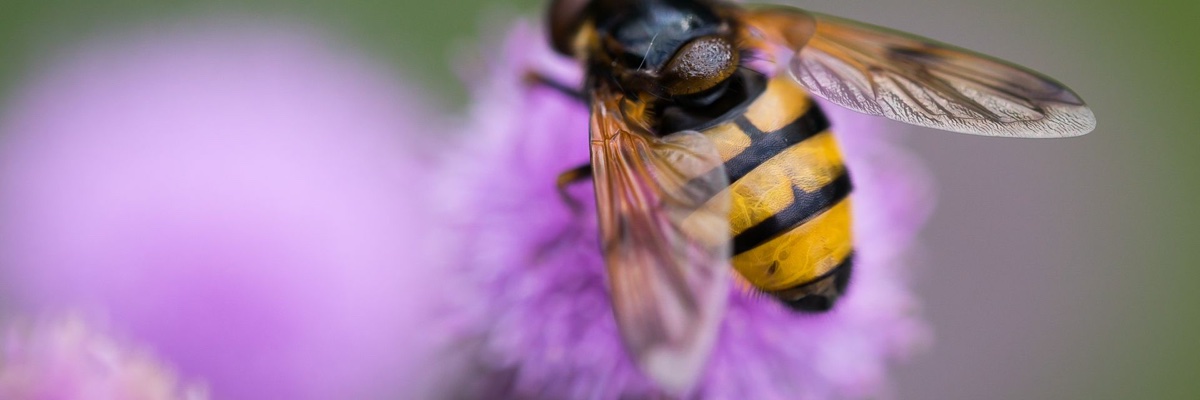 bee