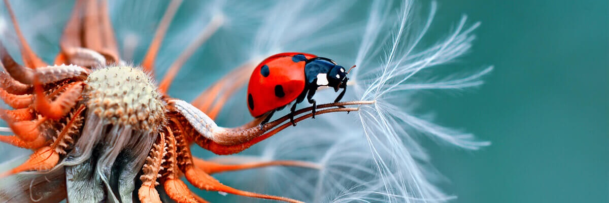 ladybug